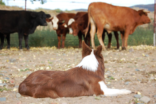 emma cows laying