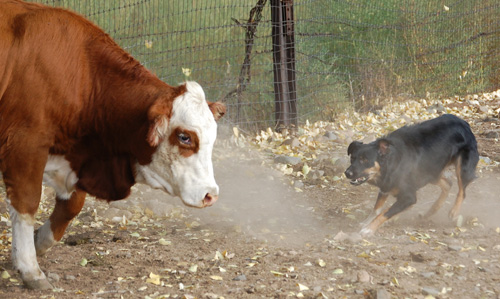 kaitee cows1