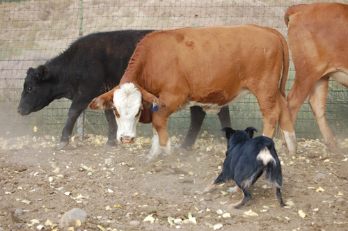 kaitee cows 2