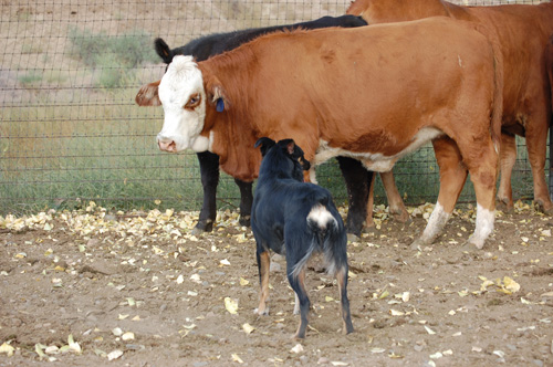 kaitee cows 3