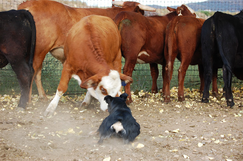 kaitee cows 4